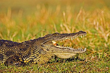 Nile Crocodile (Crocodylus niloticus) on the bank of the Chobe River, Chobe National Park, Botswana, Africa