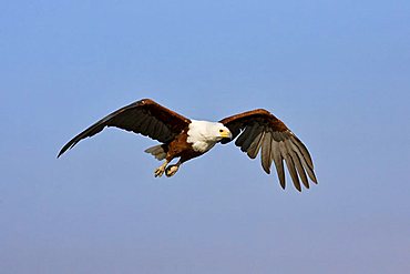 Flying African Fish Eagle (Haliaeetus vocifer), Chobe River, Chobe National Park, Botswana, Africa