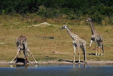 Giraffes (Giraffa camelopardalis) drinking, Hwange National Park, Zimbabwe, Africa