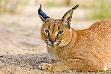 Caracal, African Lynx (Caracal caracal), Namibia, Africa