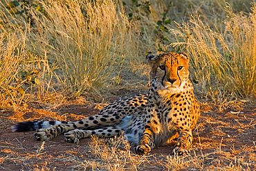 Cheetah (Acinonyx jubatus), Namibia, Africa