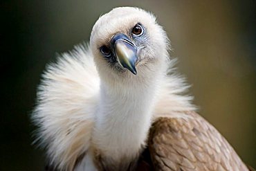 Griffon Vulture (Gyps fulvus), Bavaria, Germany, Europe