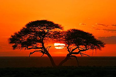 Umbrella Thorn Acacia (Acacia tortilis) at sunrise in Etosha National Park, Namibia, Africa