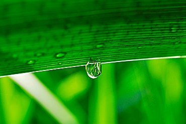 Dew drop on a leaf