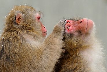 Japanese macaques (Macaca fuscata) in winter