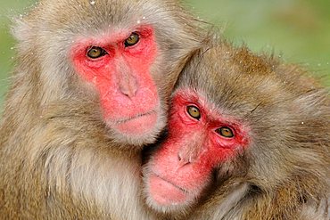 Japanese macaques (Macaca fuscata) in winter