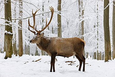Red deer (Cervus elaphus) in winter, buck
