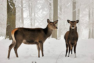 Red deer (Cervus elaphus) in winter, female, with young