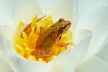 Grass Frog (Rana temporaria) on a water lily