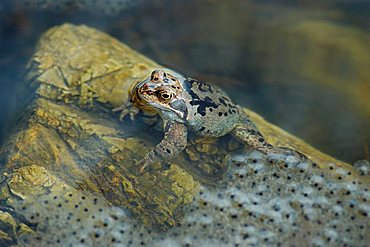 Water frog pool frog ( Rana esculenta) sitting near by frog spawn on stone in water