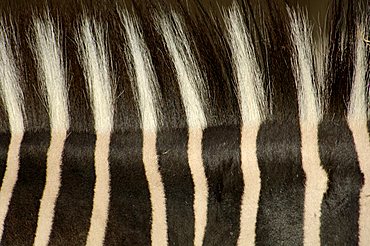 mane, coat of zebra, grevyzebra, detail