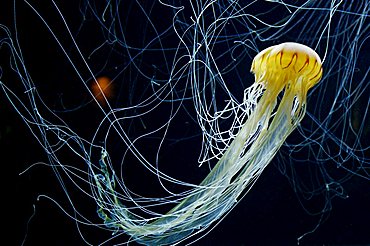 jellyfish Chrysaora melanaster Pacific