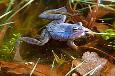 Moor frog (Rana arvalis)