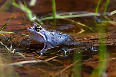 Moor frog (Rana arvalis)