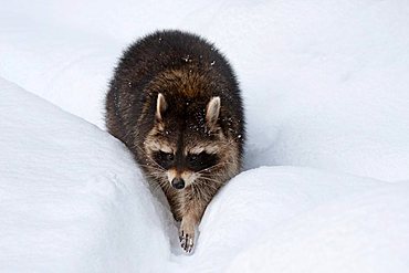 Raccoon (Procyon lotor)