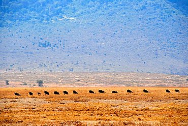 Herd of Blue Wildebeests (Connochaetes taurinus) move one after another in dry grassland Ngorongoro Crater Tanzania