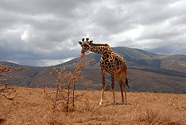 Giraffe (Giraffa camelopardalis) bends down to a shrub Ngorongoro Conservation Area Tanzania