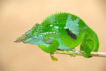 Green Two-Horn Chameleon (Kinyongia fischeri multituberculatum) in the Usambara Mountains Tanzania