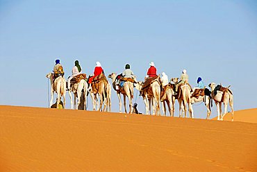 Camel trekking on sanddune in the desert Mandara Libya