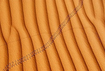 Even waves in the sand with track of a beetle Mandara Libya