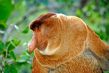 Portrait male Proboscis monkey in the tree in mangrove forest Bako National Park Sarawak Borneo Malaysia