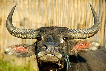 Portrait water buffalo Muang Khong Si Phan Don Laos