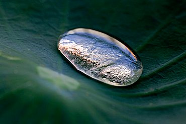 Water droplet on a lotus leaf