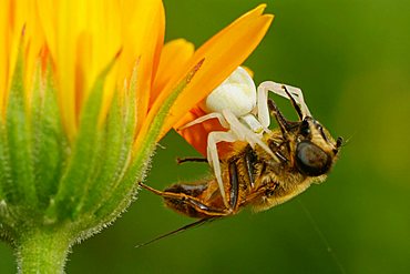 Veraenderliche Krabbenspinne(Misumena vatia) mit Beute