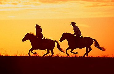 Rider on Konik horses at sunset, North Rhine-Westphalia, Germany