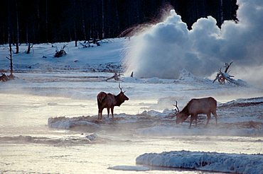 Elks and geyser, Biscuit Basin, Yellowstone national park, Wyoming, USA / (Cervus canadensis)