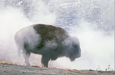 American Bison in haze, Yellowstone national park, USA / (Bison bison)