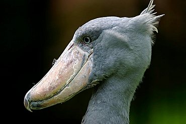 Shoebill / (Baleaniceps rex)