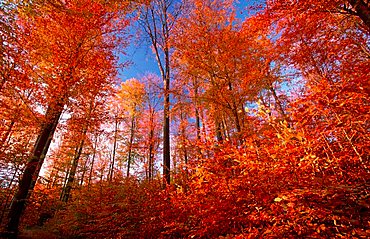 Beech Forest in autumn, Lower Saxony, Germany / (Fagus sylvatica)