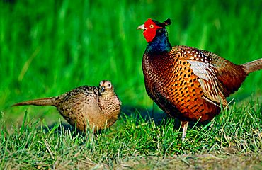 Game Pheasant, pair, Rhineland-Palatinate, Germany (Phasianus colchicus)