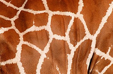 Giraffe, coat detail (Giraffa camelopardalis reticulata)