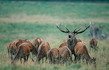 Red Deer, male with females (Cervus elaphus)