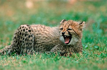 Cheetah, cub (Acinonyx jubatus)