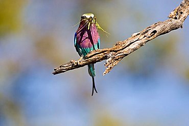 Lilac-breasted Roller (Coracias caudataus) with a grasshopper in its beak