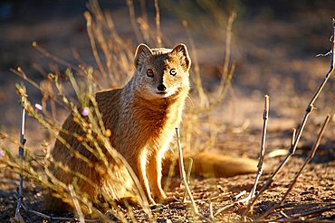 Yellow Mongoose, Cynictis penicillata, Nambibia, Africa