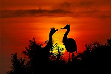 Grey Herons in front of a setting sun, Ardea Cinerea