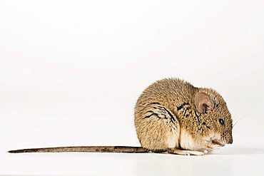 House Mouse (Mus musculus)