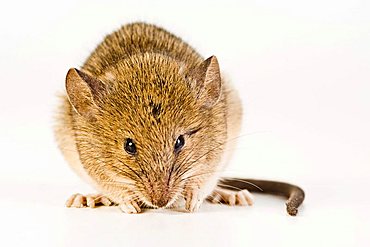 House Mouse (Mus musculus)