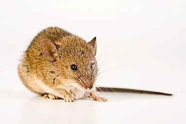 House Mouse (Mus musculus)