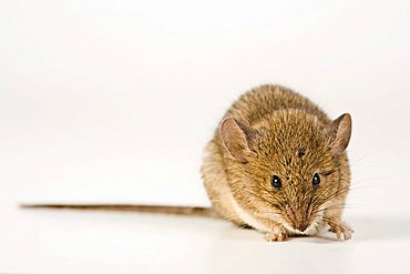 House Mouse (Mus musculus)