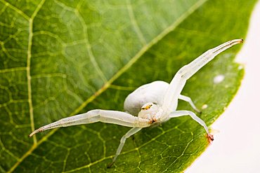 Goldenrod Crab Spider (Misumena vatia)