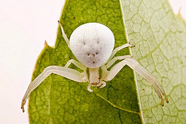 Goldenrod Crab Spider (Misumena vatia)