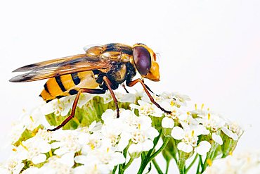 Hoverfly (Volucella inanis)