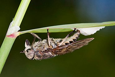 Dark Giant Horsefly (Tabanus sudeticus) laying eggs