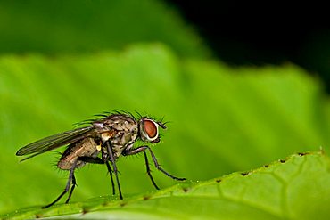 housefly (Musca domestica)