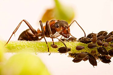 wood ant (Formica rufa) with Black Bean Aphid (Aphis fabae)